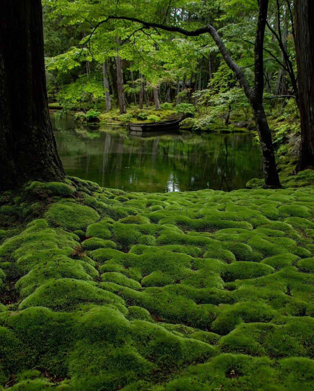 Bosque denso y verde con mucho musgo